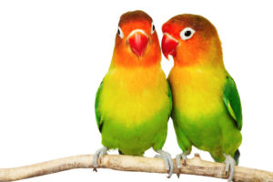 love birds