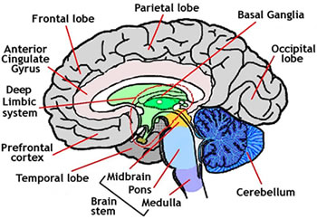 human brain