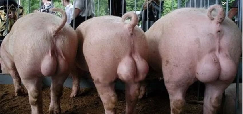 pig's testicles